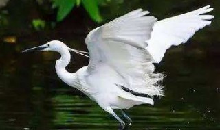 描写白鹭的诗（描写白鹭的诗句有哪些）