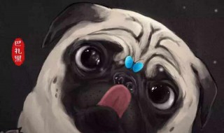 巴扎黑什么意思 藏语巴扎黑什么意思