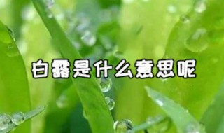 白露什么意思 枫丹白露什么意思