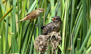 鸠占鹊巢是什么意思（鸠占鹊巢是什么意思写清楚写不清楚）