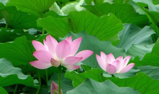 荷花象征着什么（出淤泥而不染的荷花象征着什么）