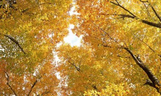 关于秋日的唯美短句 关于秋日的唯美短句文案