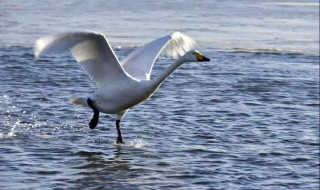 丑小鸭是怎么变成白天鹅的 丑小鸭是怎么变成白天鹅的?