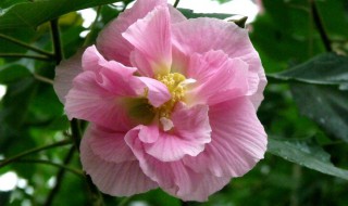 十月芙蓉正上妆上一句