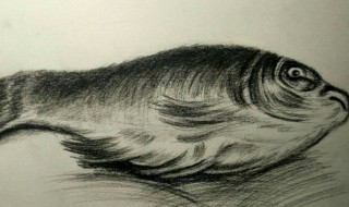 素描上色怎么处理 素描上色时有哪些技巧