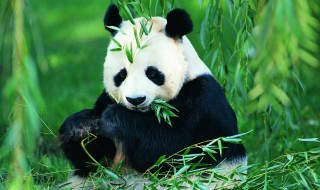 熊猫英语怎么读（熊猫英语怎么读发音）
