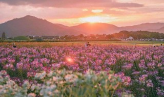 百花齐放的意思是什么 百花齐放的意思是什么打一生肖
