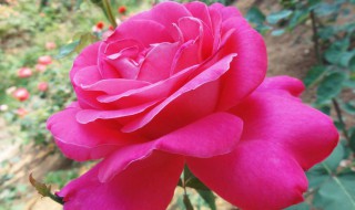 什么的月季花填空颜色（什么的月季花填空颜色词语）