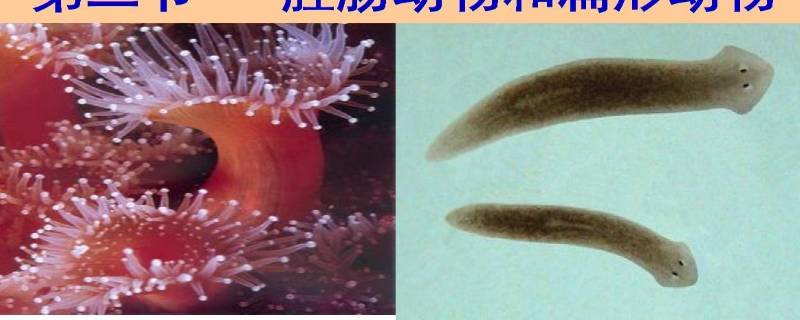 扁形动物的主要特征是什么 扁形动物的主要特征是什么八年级