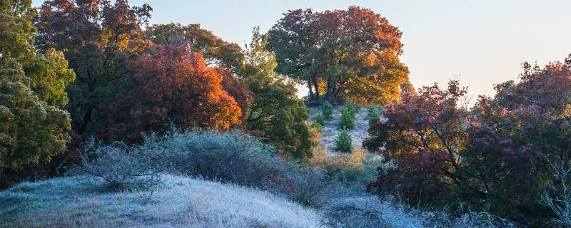 霜会打开什么种子的壳（霜还会打开哪些种子的壳呢是内容提问还是生活经验）