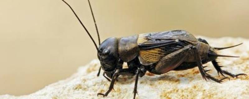 蟋蟀的触角像什么 白蚁的触角像什么