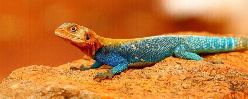 蜥蜴和变色龙的区别（变色蜥蜴和变色龙的区别）