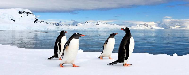 企鹅的脚印像什么形状 企鹅的脚印象什么