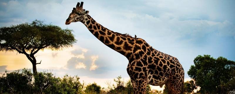 长颈鹿的脚印什么形状（长颈鹿的脚印形状图片简笔画）