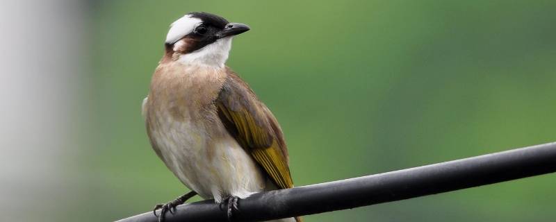 鸟类的宣传标语怎么写（鸟类的宣传标语有哪些）