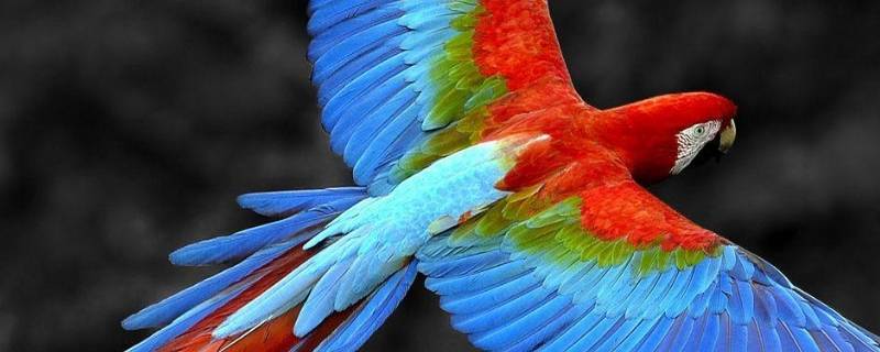 鹦鹉的脚印像什么形状 鹦鹉的脚长得像什么