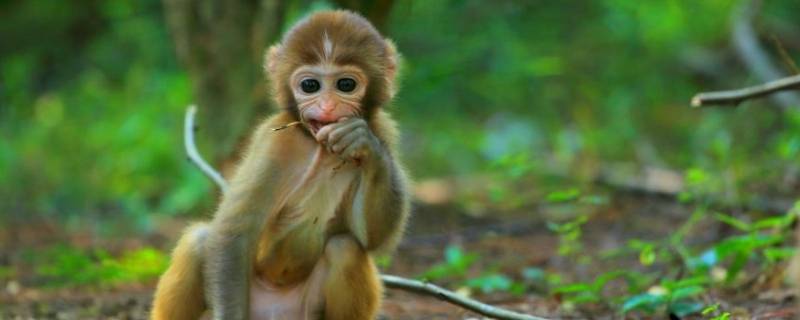 猴子的脚印像什么（猴子的脚印像什么形状图片）