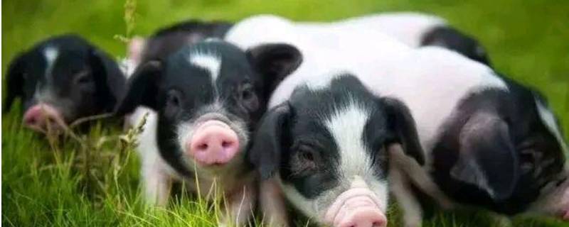 肥冬指什动物 肥冬什么意思