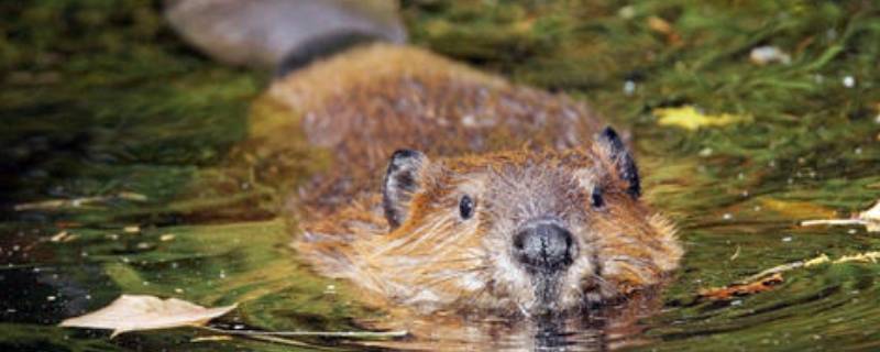 海狸是什么动物 僵尸海狸是什么动物