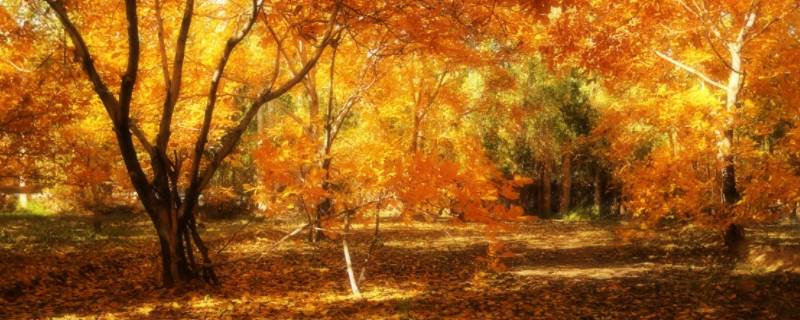 10月中旬属于什么季节 十月中旬是什么时间