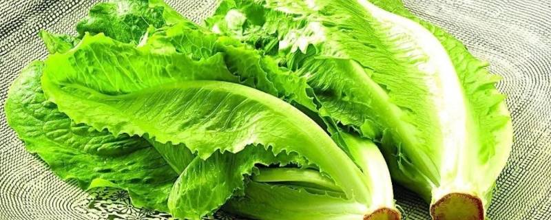 10至30天收成的菜 1一12个月蔬菜顺口溜