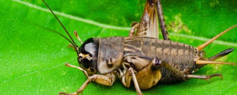 有关蟋蟀的小知识（有关蟋蟀的相关信息）
