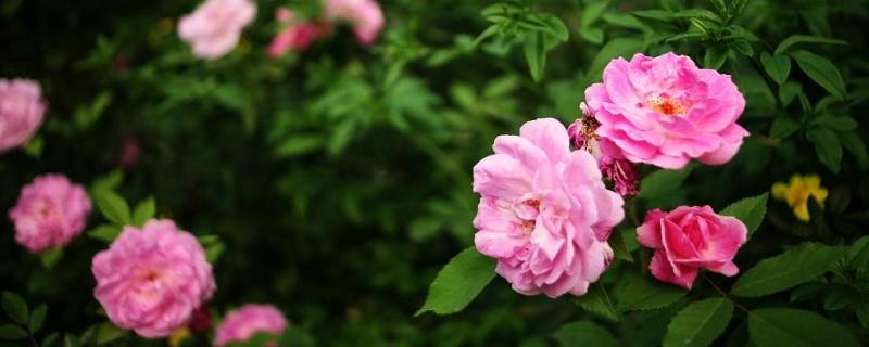 四月是什么季（四月是什么季节五月是什么季节）