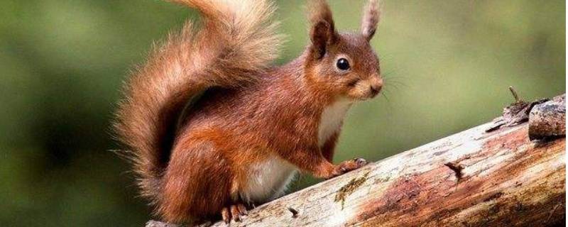 松鼠的尾巴可以当什么用（松鼠的尾巴可以用来当什么）