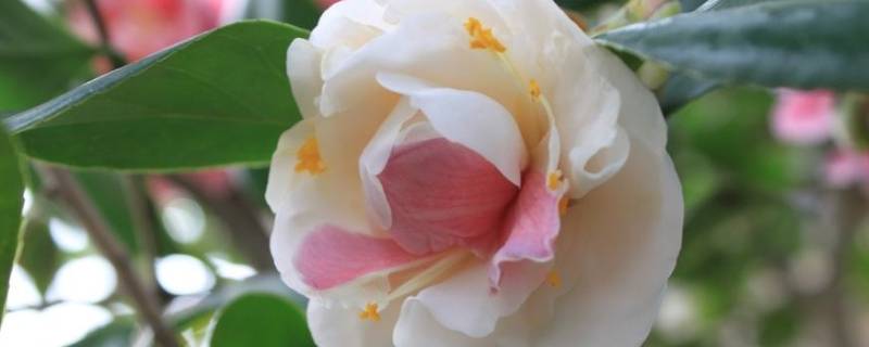 五色茶花具有什么品质 五色茶花的品质,身边谁是这样的人