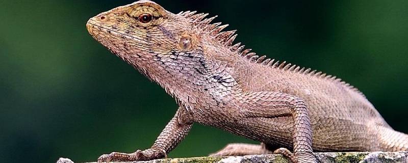 蜥蜴冬眠吗（蜥蜴冬眠吗冬天冬眠吗）