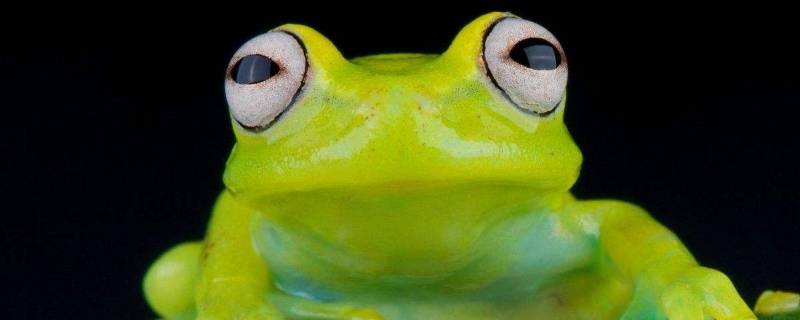 青蛙是胎生还是卵生