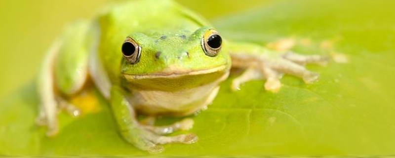 青蛙是冷血动物吗