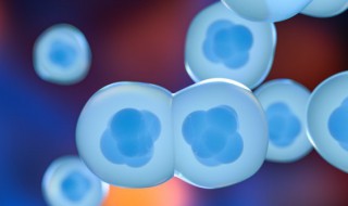 变形虫是动物还是植物（草履虫变形虫是动物还是植物）