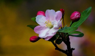 海棠花花语是什么意思（海棠花花语是什么意思和寓意）