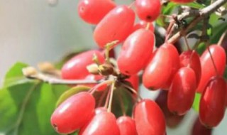 女人的茱萸是什么意思 茱萸象征着什么意思