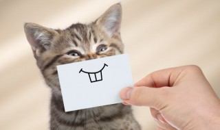 笑脸表情什么意思（笑脸表情包图片大全各表示意思）