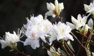 索玛是什么意思（索玛是什么意思听见索玛的寓意）