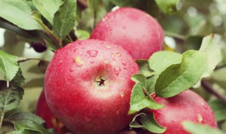 苹果的苹可以组什么词（苹果的苹可以组什么词除了苹果）