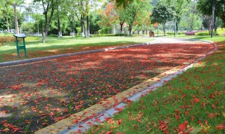 铺满鲜花的路作文 铺满鲜花的路作文800字