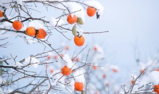 冬组词有哪些四个字（冬组词有哪些四个字成语）