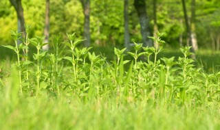 小草像什么比喻句（一片小草像什么比喻句）