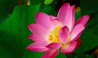 荷花像什么比喻句（荷花像什么比喻句一年级）