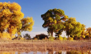 胡杨三千年指的是什么（胡杨林三千年之说）