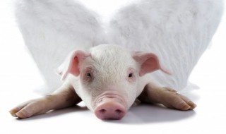 马牛羊鸡犬豕中的豕指的是什么（马牛羊鸡犬豕中的豕指的是什么意思）