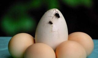 苍蝇不叮无缝的蛋意思（苍蝇不叮无缝蛋意思相似的句子）