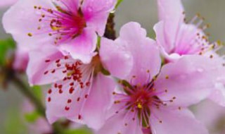 可爱深红爱浅红的上一句（可爱深红爱浅红的上一句诗几年级学的）