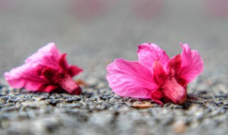 化作春泥更护花的前一句是什么（化作春泥更护花的前一句是什么的短视频）