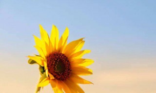 描写向日葵的优美句子（描写向日葵的优美句子三年级）