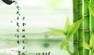 描写竹子的优美句子 描写竹子的优美句子 写作素材