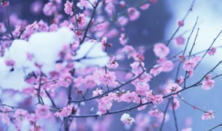 描写梅花的句子或段落（描写梅花的句子或段落200字）